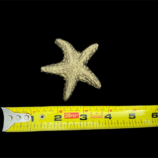 Starfish next to a ruler on a black background