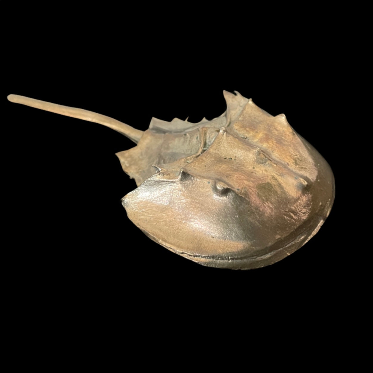 Horseshoe crab on a black background