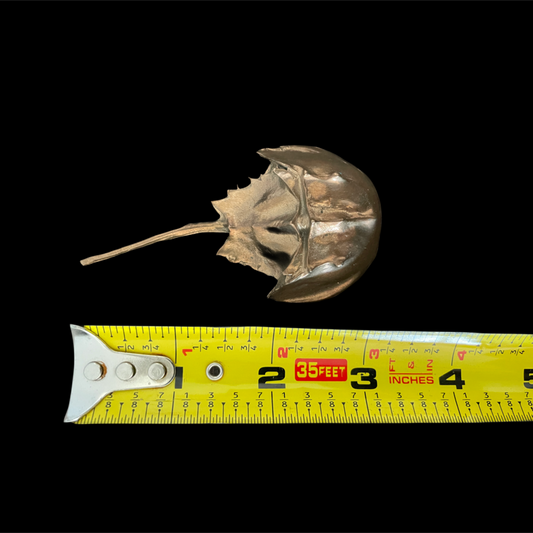 Horseshoe crab with a measuring tape for scale on a black background