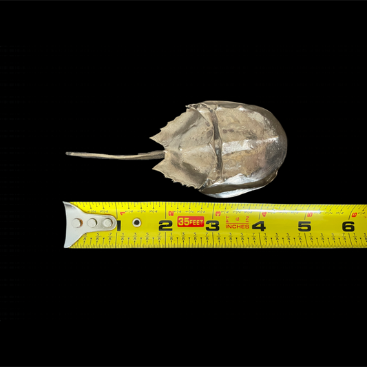 Horseshoe crab with a measuring tape below on a black background