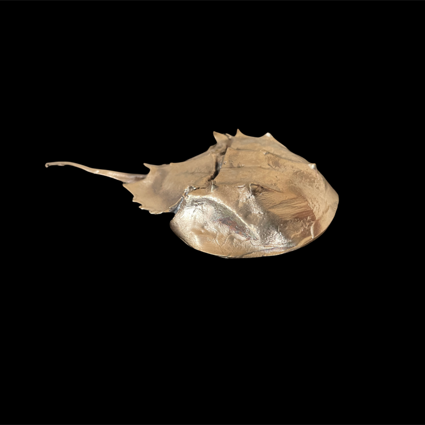 Fossilized stingray on a black background